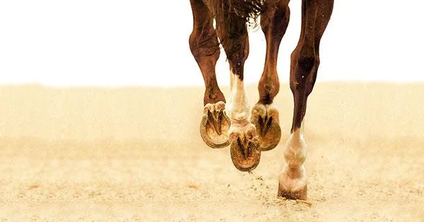 Комфорт в движении 🐴