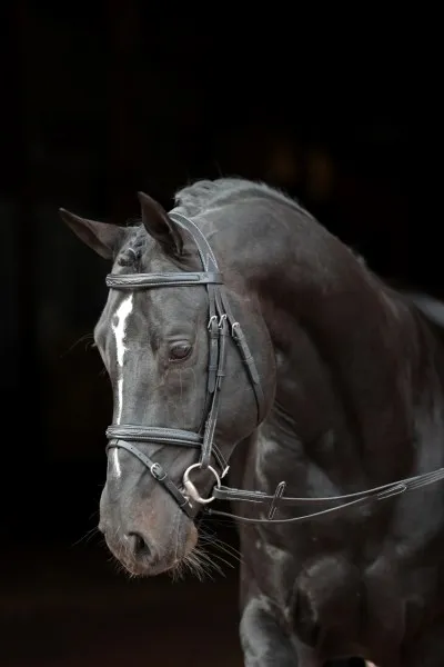 Оголовье Classic