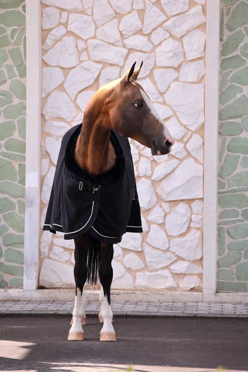 Попона SHEIKH HORSE BRAND, коллекция ORIENTAL, цвет черный, р-р 145