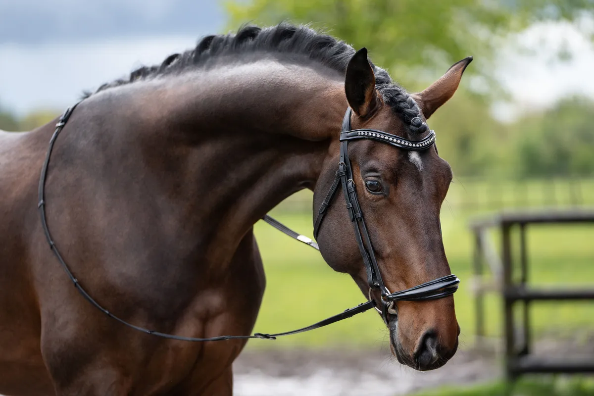 Уздечка с лаковым ганноверским капсюлем HKM Carolin черный Full