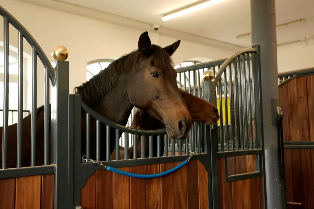 Попонодержатель