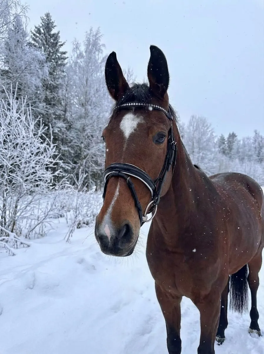 Трензельное оголовье Регина HorsePlanet (Cob)