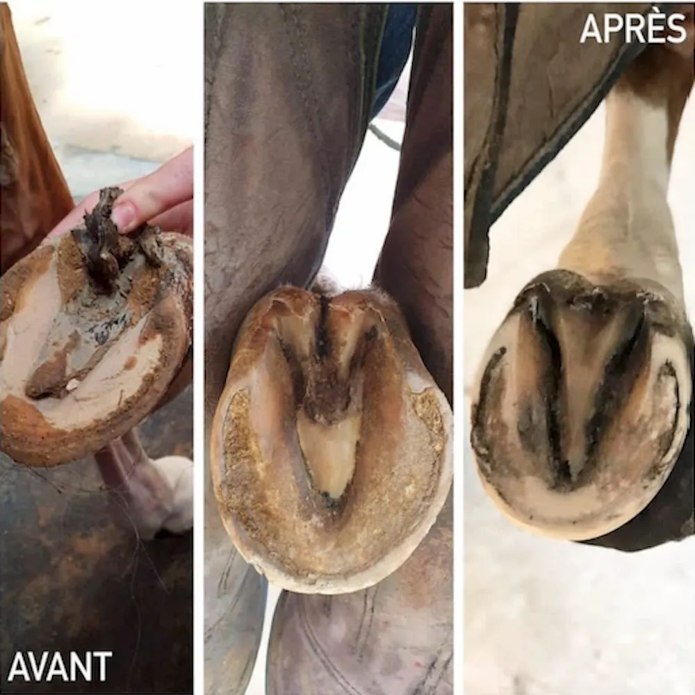 Средство для лечения гниения копытной стрелки  и белой линии 150 мл Hoof Solution Kevin Bacon's (Бельгия), с малахитом