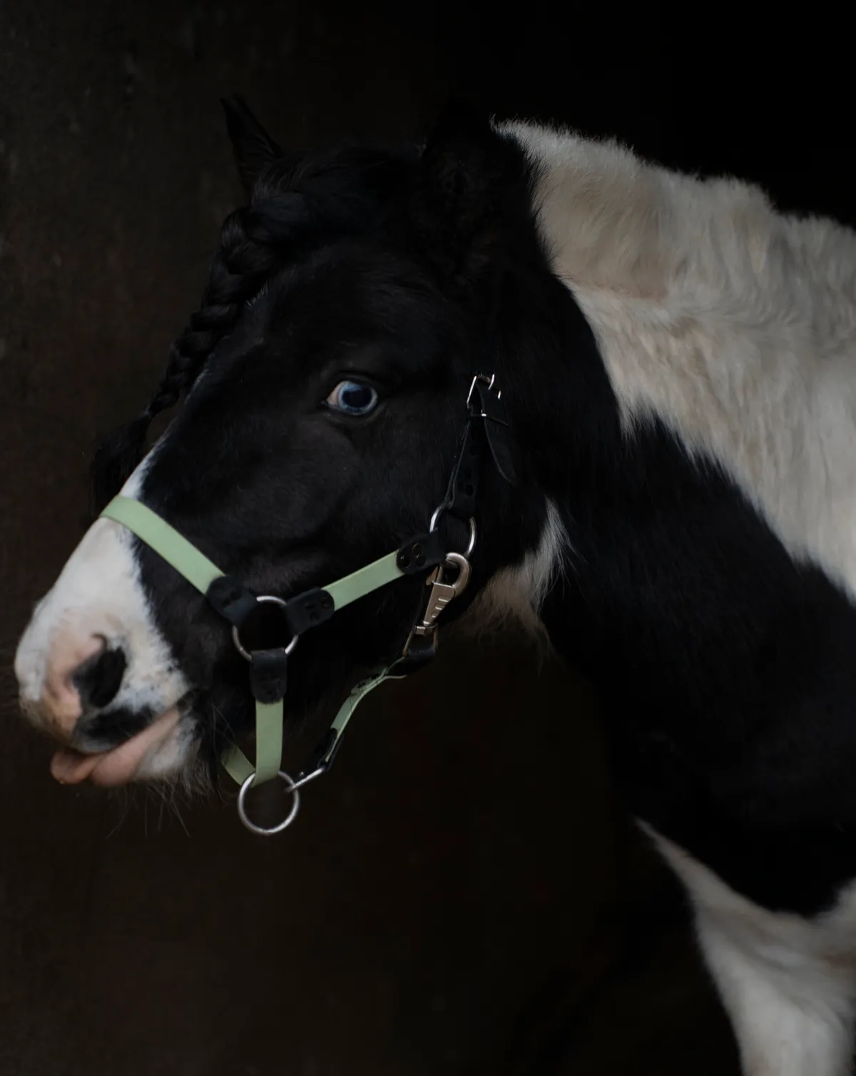 Недоуздок из биотана pony