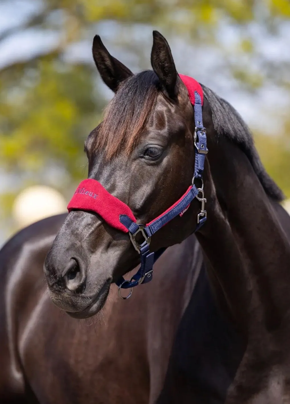 Недоуздок с чомбуром LeMieux