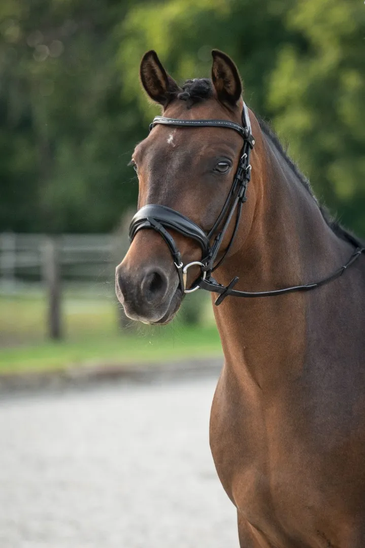 Оголовье IRA