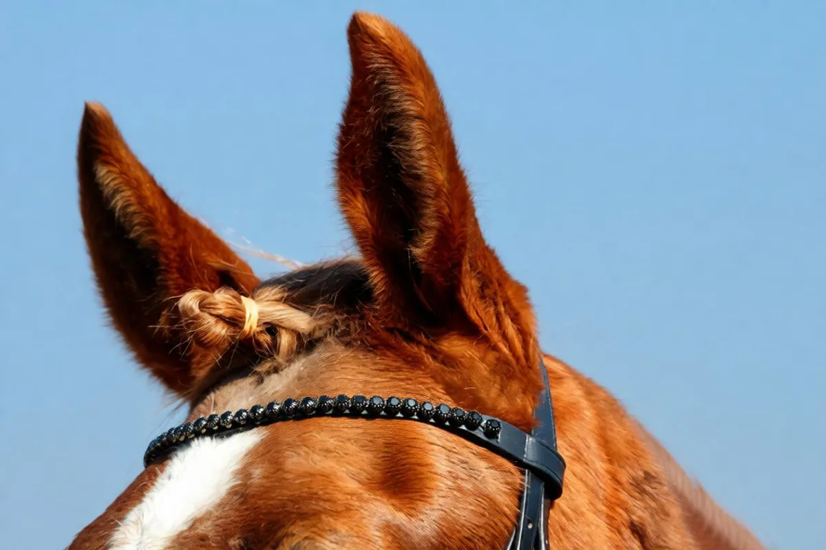 Оголовье трензельное с поводом Shadow, Tasmanya, cob