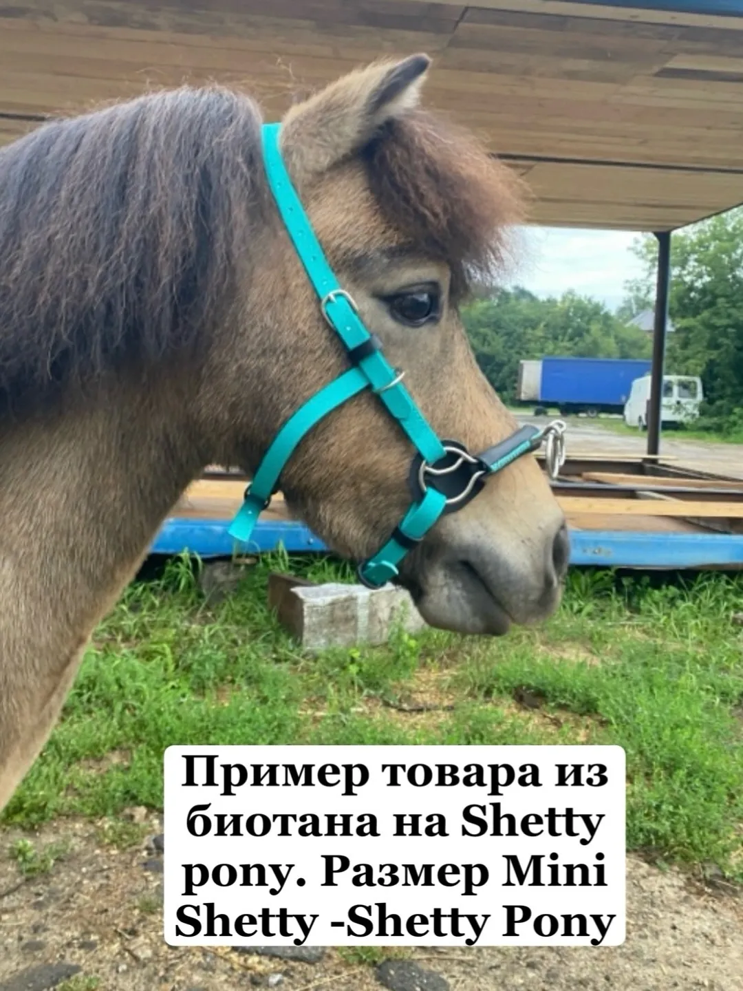 Кавессон с цепью Mini Shetty - Shetty Pony