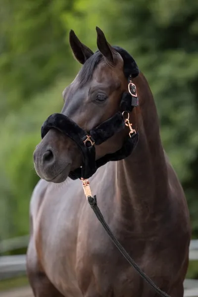 Недоуздок с мехом SuperSoft