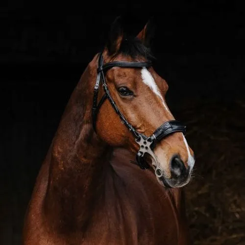 Уздечка с хакаморой  NORTON PRO, full