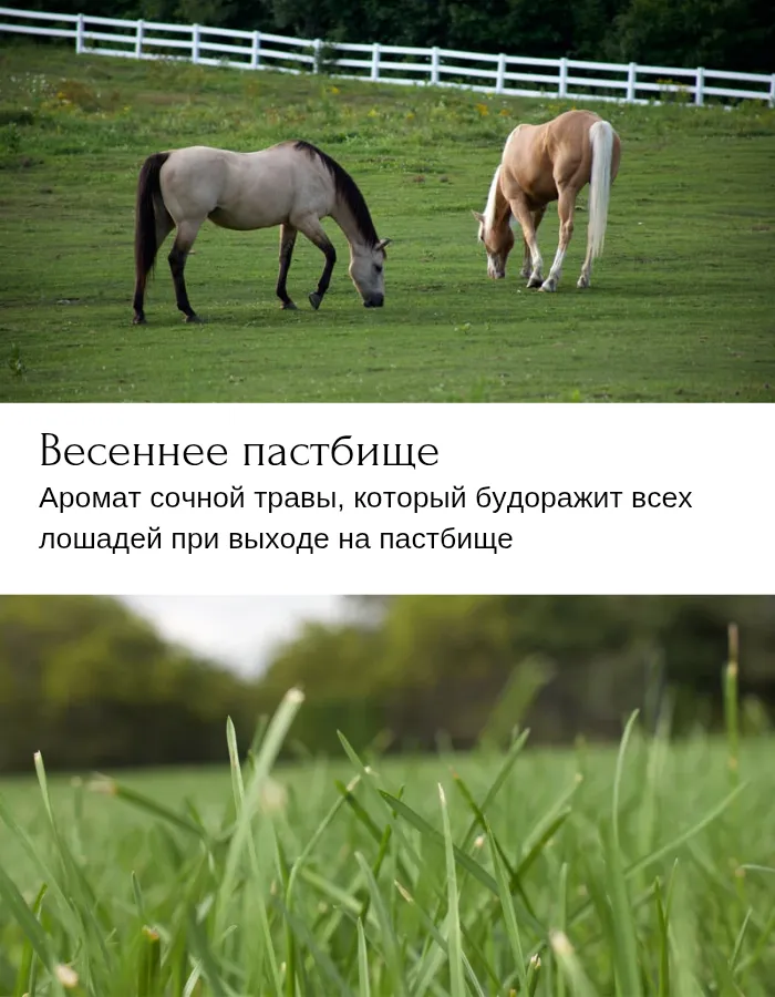 Свеча в банке "Весеннее пастбище"