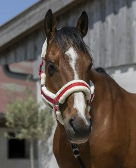 Недоуздок Cosy c искусственным мехом красный cob