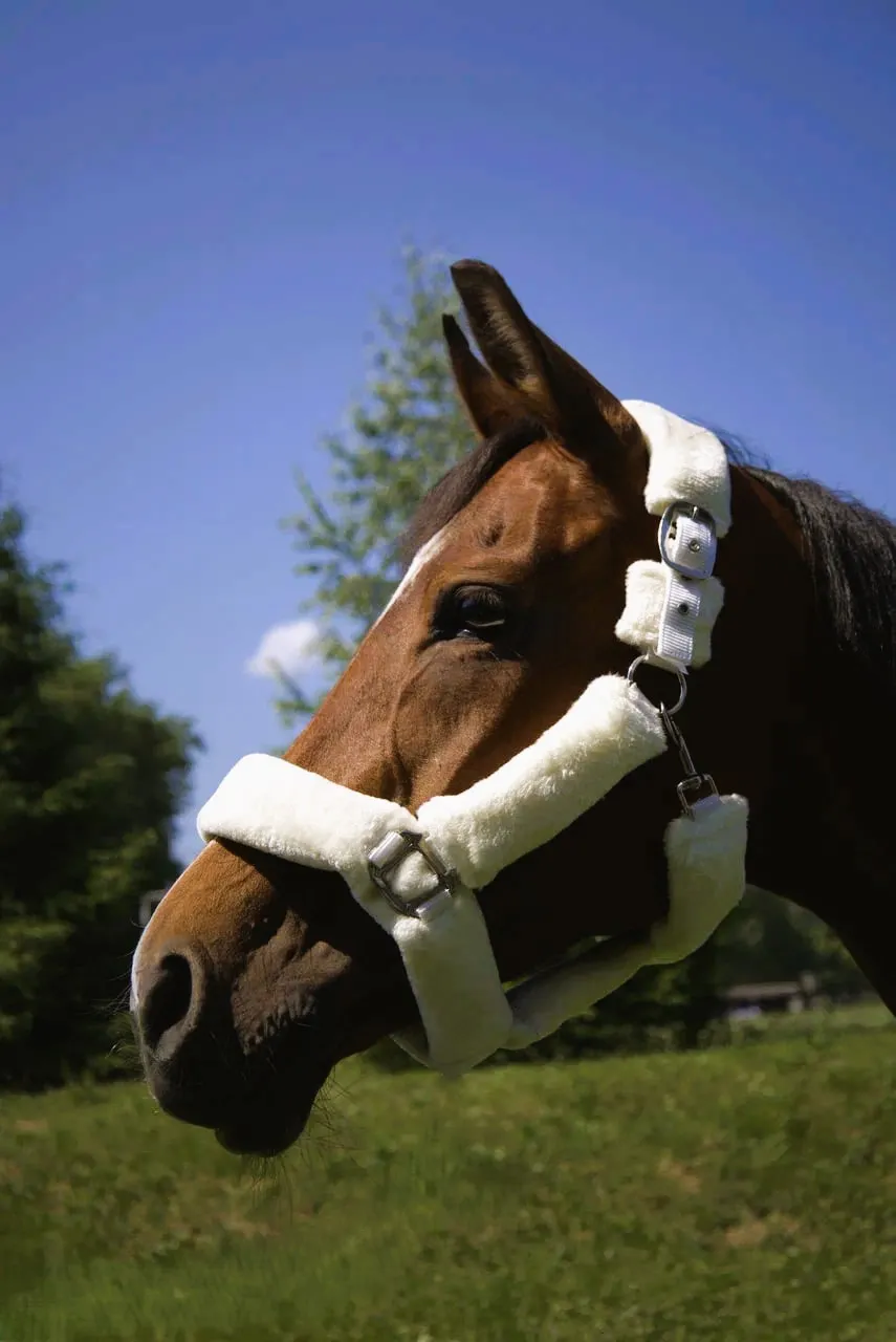 Недоуздок с мехом Камило HorsePlanet