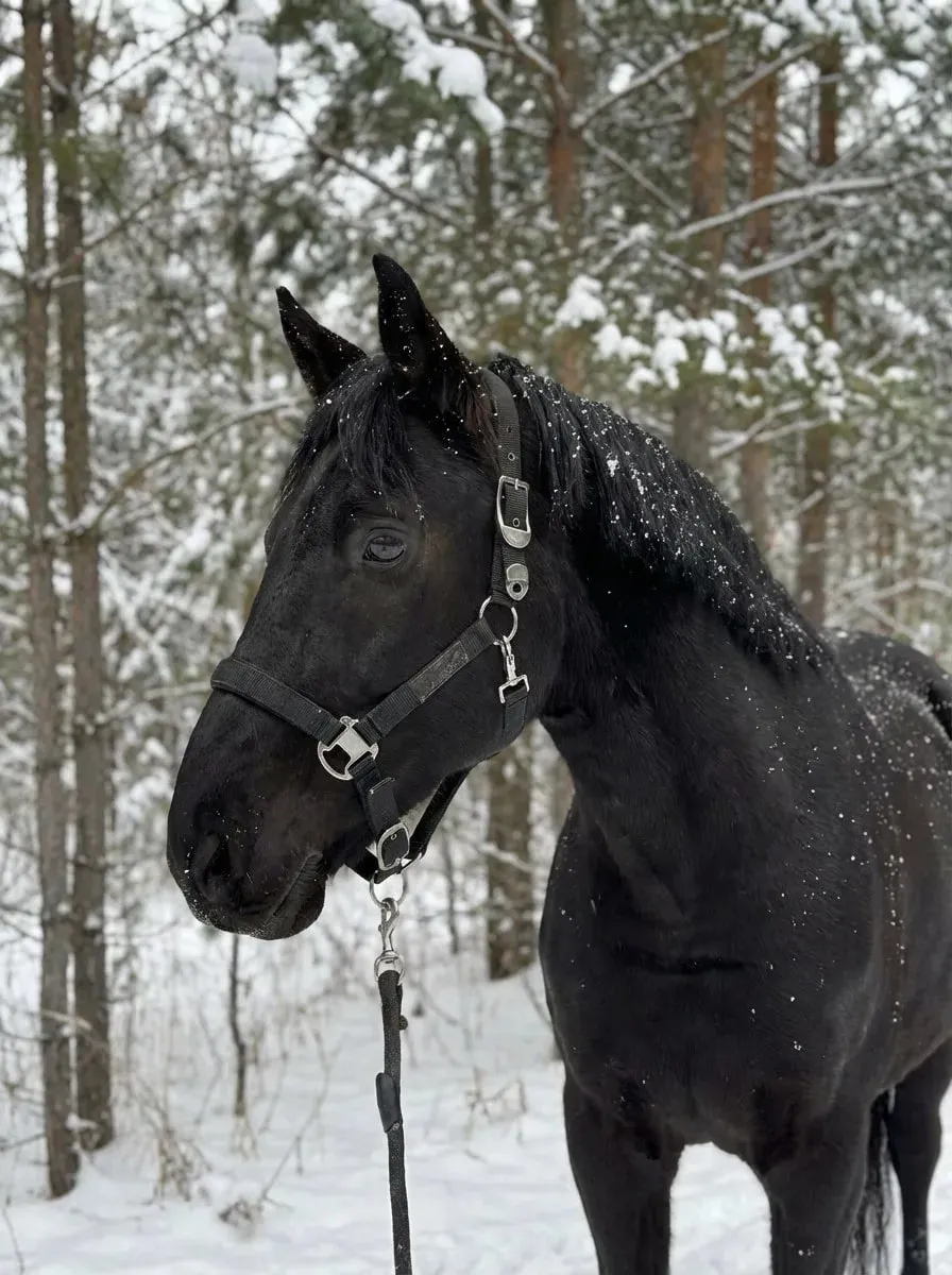 Недоуздок с неопреновой подкладкой Премьер HorsePlanet