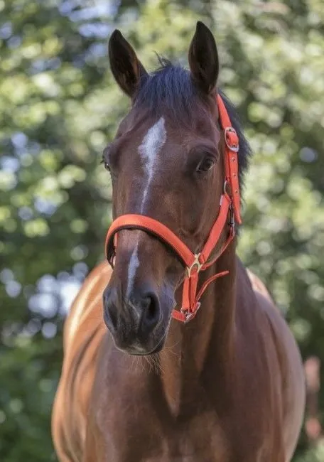 Недоуздок неон Norton оранжевый коб