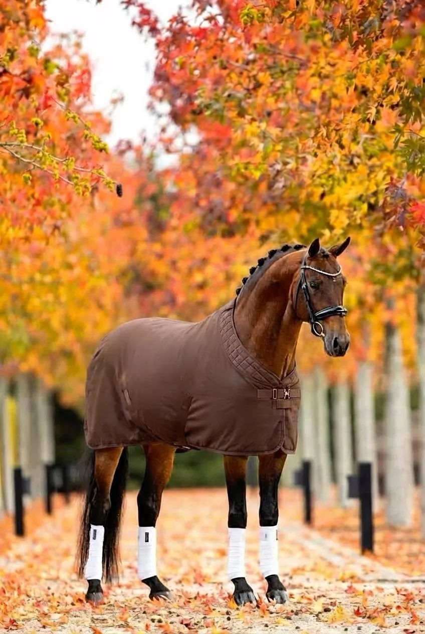 Попона флисовая для лошади конный спорт, верховая езда ОколоКони, цвет коричневый, р-р 145