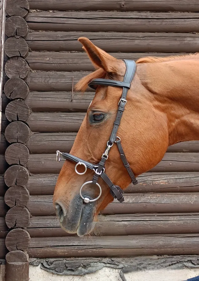 Кавессон/кавессаль, коричневый, pony