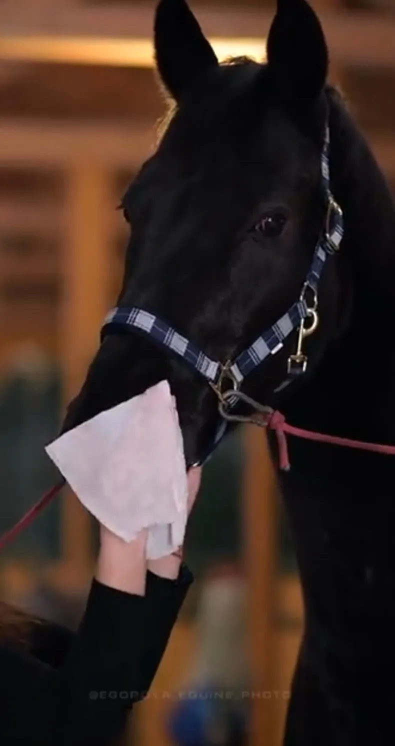 WG Влажные бесспиртовые салфетки для лошадей WG Equestrian Horse Clean Napkins