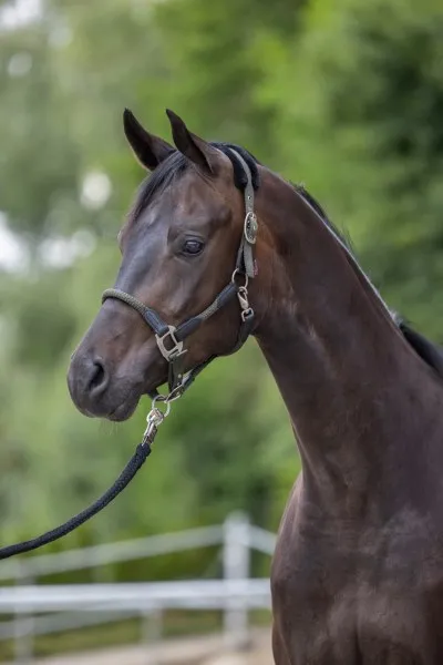Недоуздок Cordano (Дымчато-синий/Черный, Pony)
