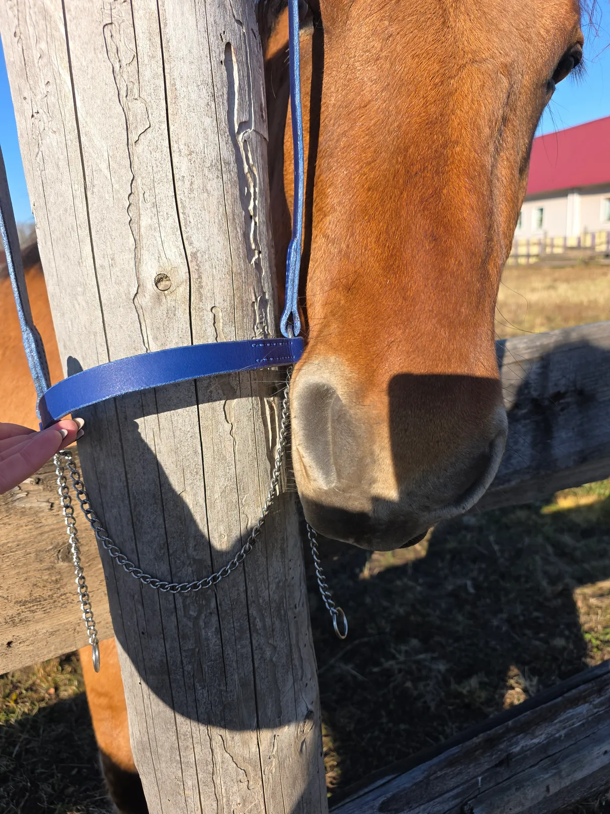 Выводной недоуздок COB