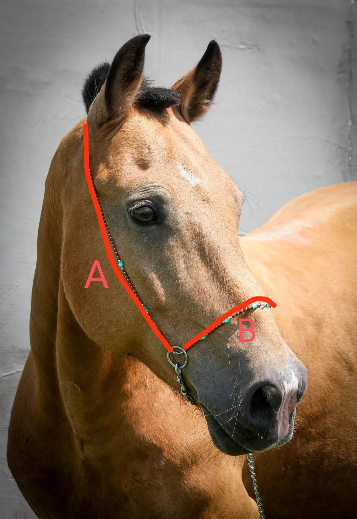Выводной недоуздок для мини пони
