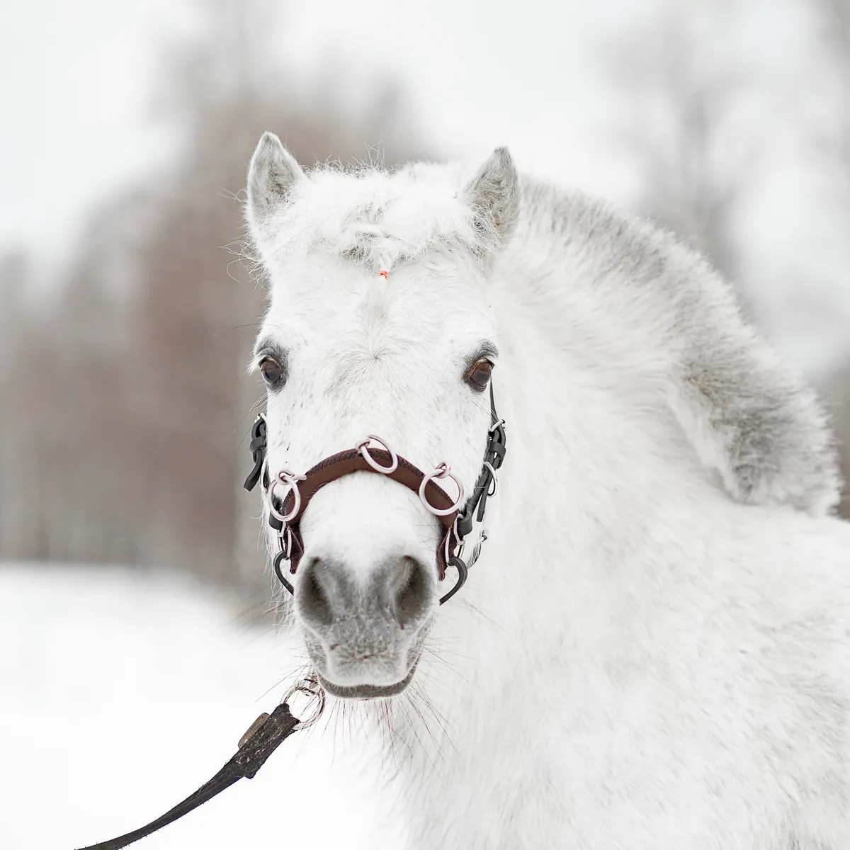 Кавессон с цепью Mini shetty - малый Pony
