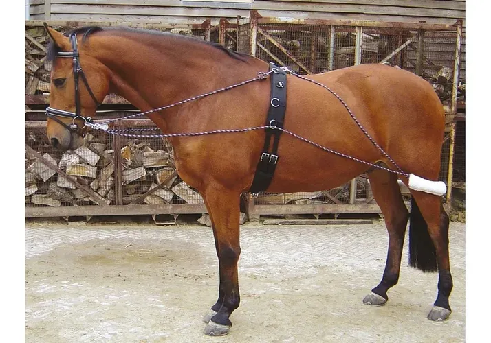 Шлея Пессоа, Harrys Horse