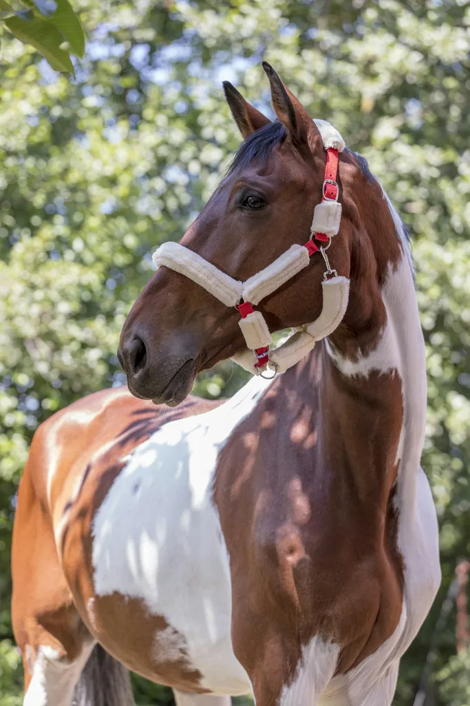 Недоуздок с мехом Mouton Synthetique