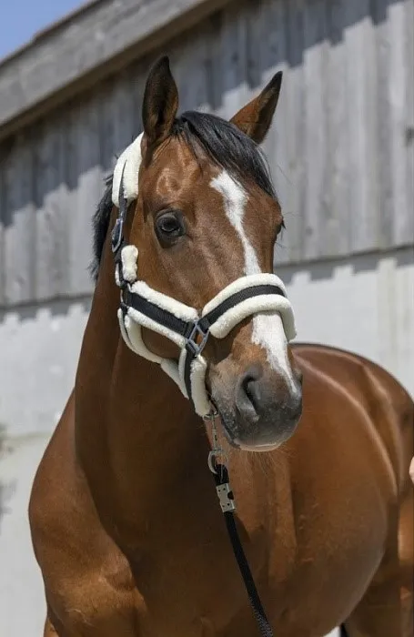 Недоуздок Cosy c искусственным мехом черный cob