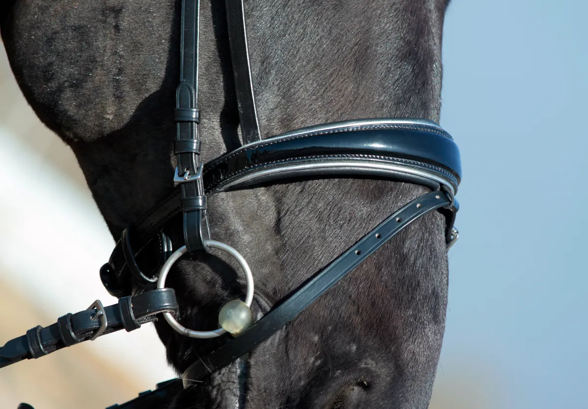 Оголовье с поводом Nora Tasmanya, full