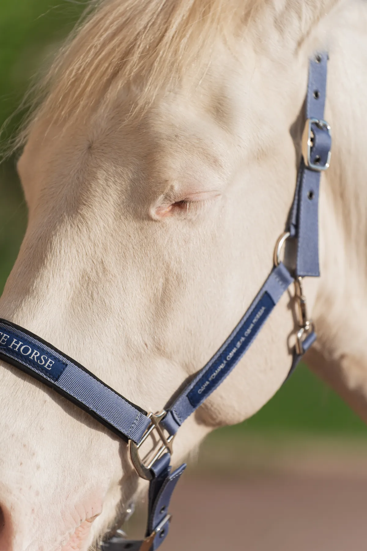 Недоуздок FAVORITE HORSE Comfort (голубой)