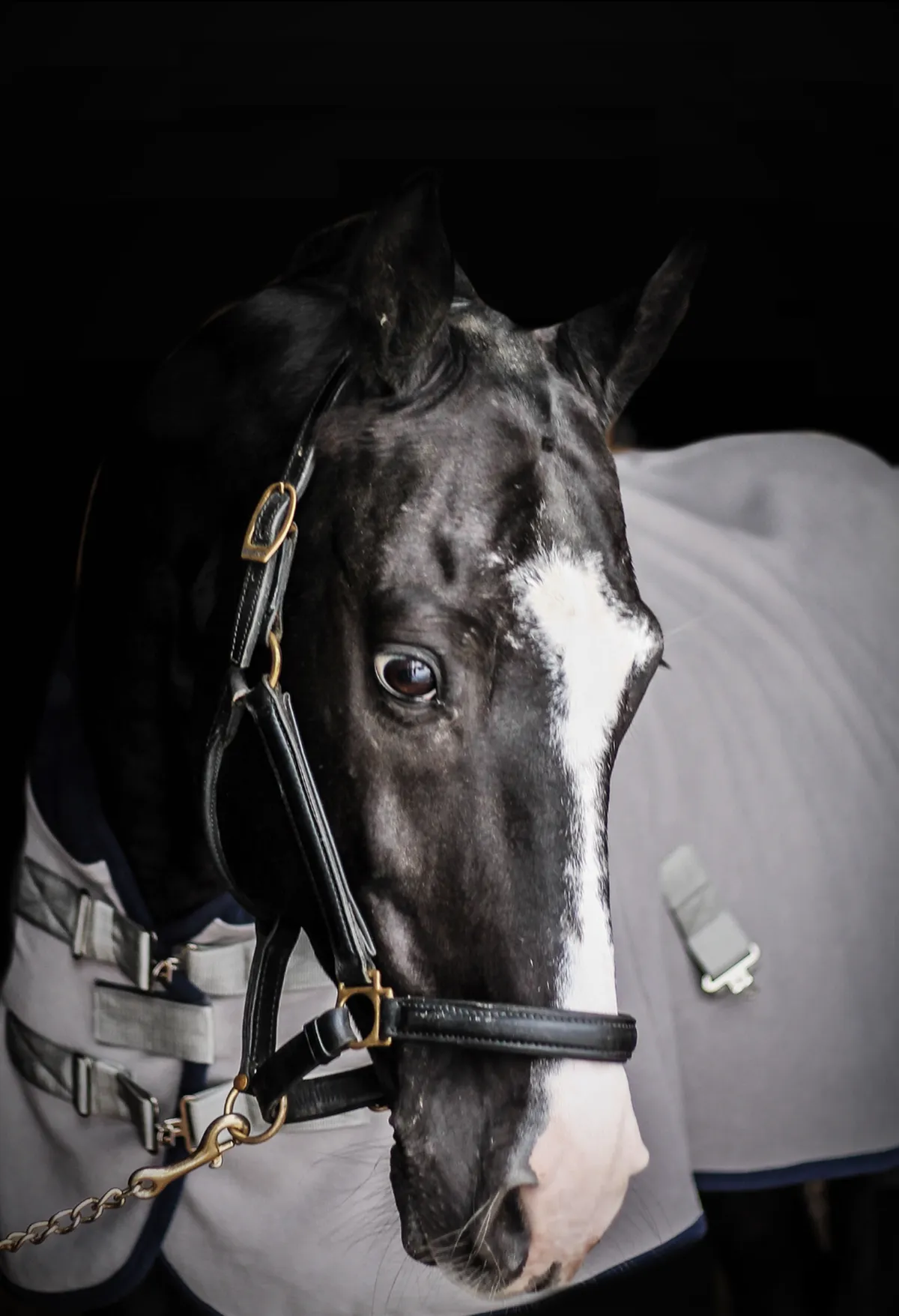 Попона флисовая FAVORITE HORSE Aristocratic (серая,135)