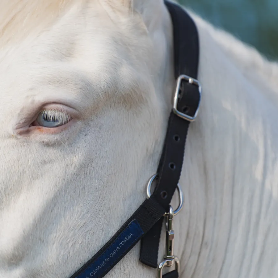 Недоуздок FAVORITE HORSE Comfort 