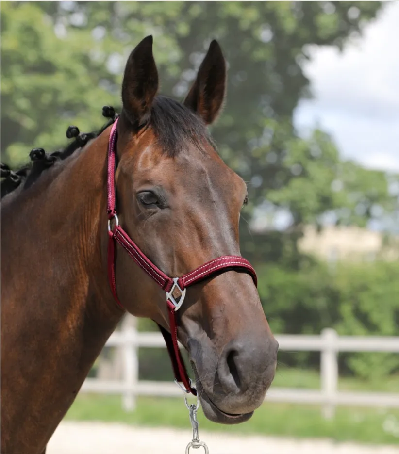 Недоуздок York Teo темно-синий Pony