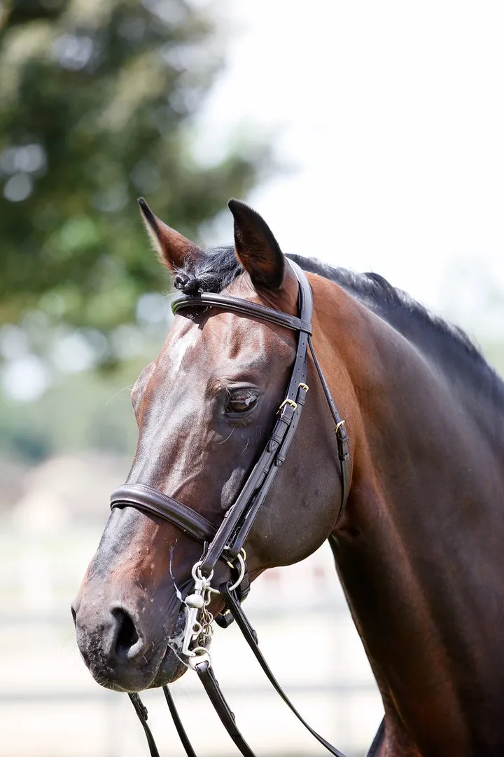 Оголовье мундштучное Tattini