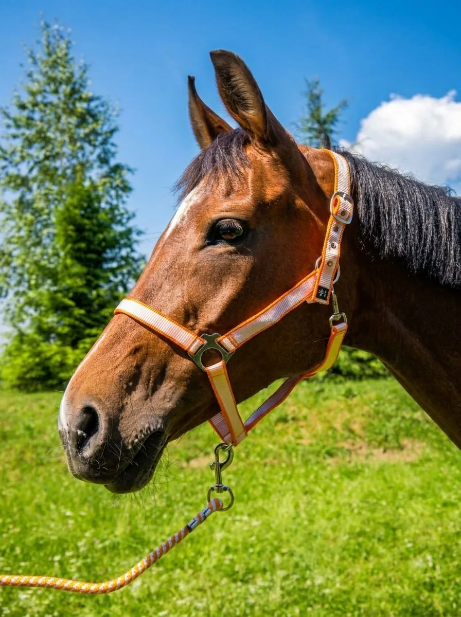 Недоуздок с чомбуром Изи HorsePlanet