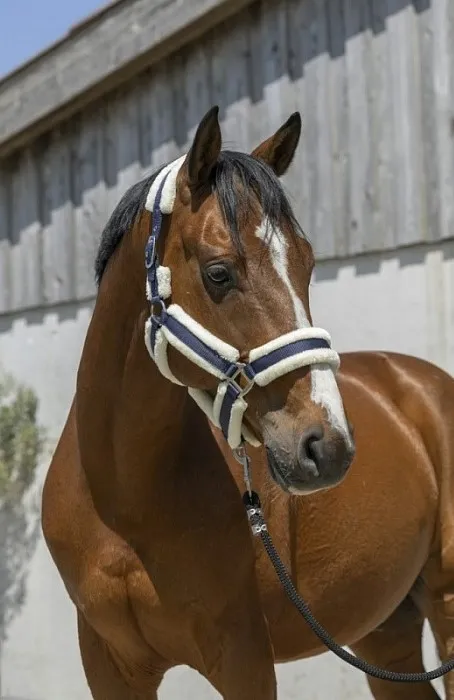 Недоуздок Cosy c искусственным мехом темно-синий Full