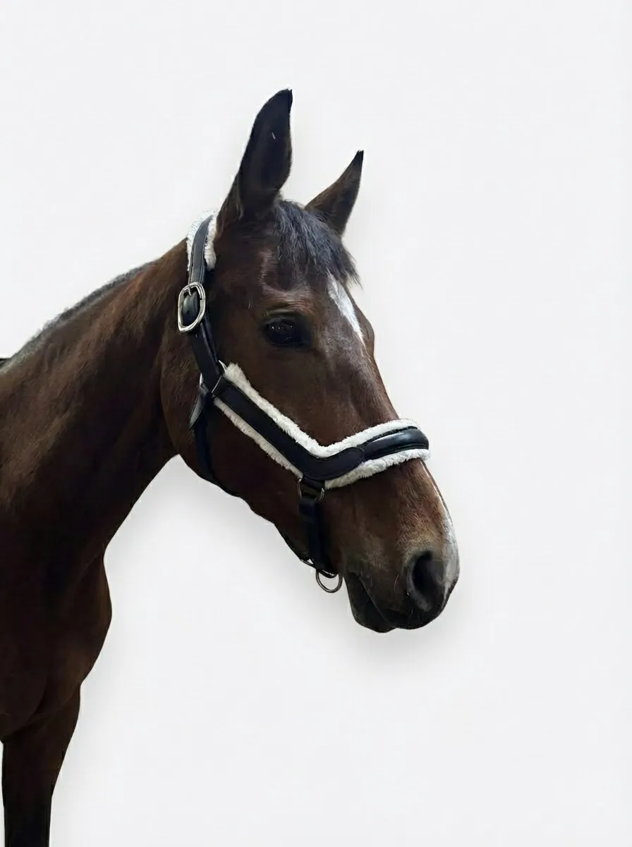 Кожаный недоуздок Роял HorsePlanet