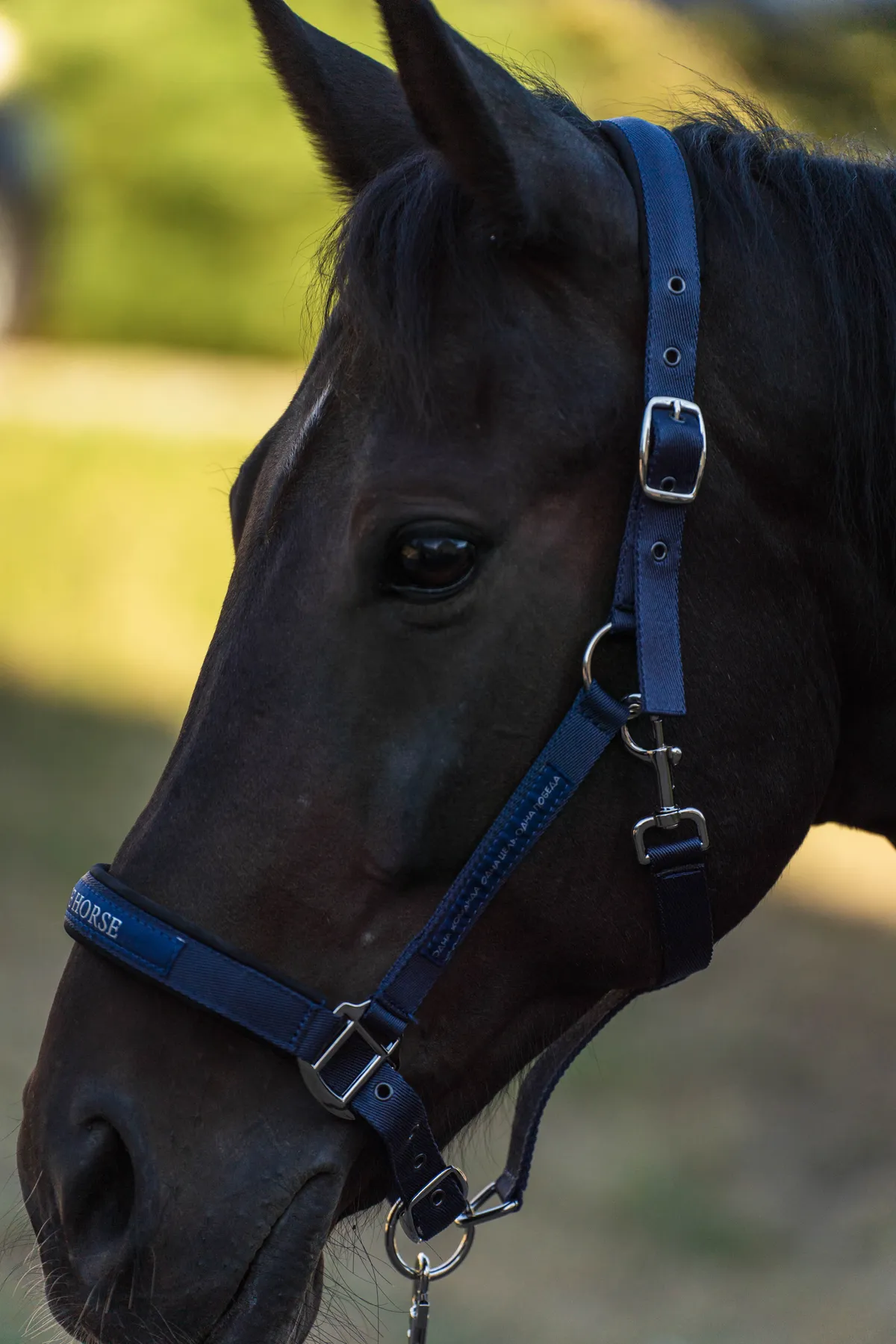 Недоуздок FAVORITE HORSE Comfort (синий)