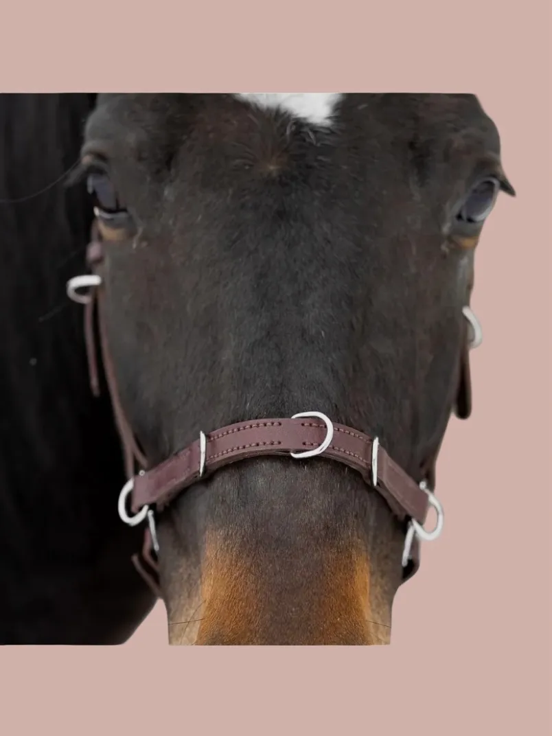 Кавессон Cob - Full