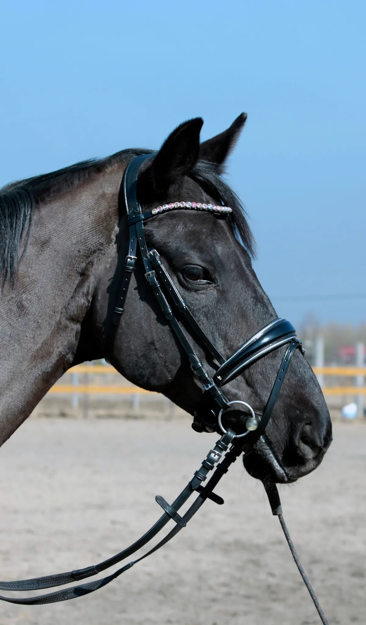 Оголовье с поводом Nora Tasmanya, full