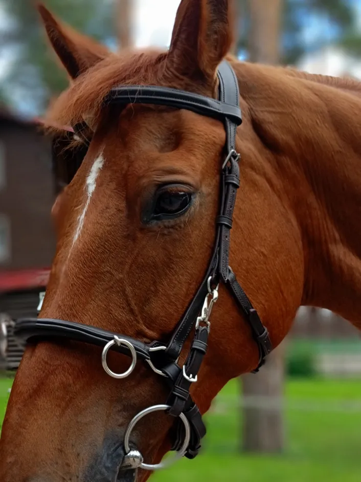 Кавессон/кавессаль , черный, pony