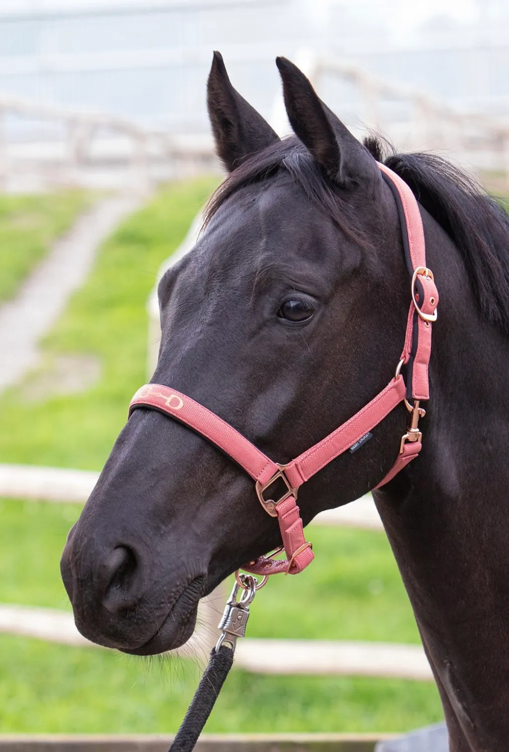 Недоуздок для лошади Bit (Harry's Horse  Голландия)