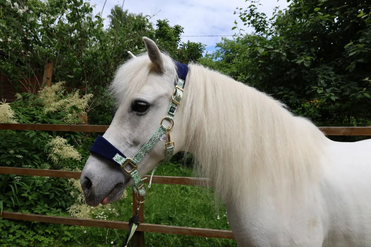 Недоуздок Мелоди HorsePlanet (Pony, Кактусы)