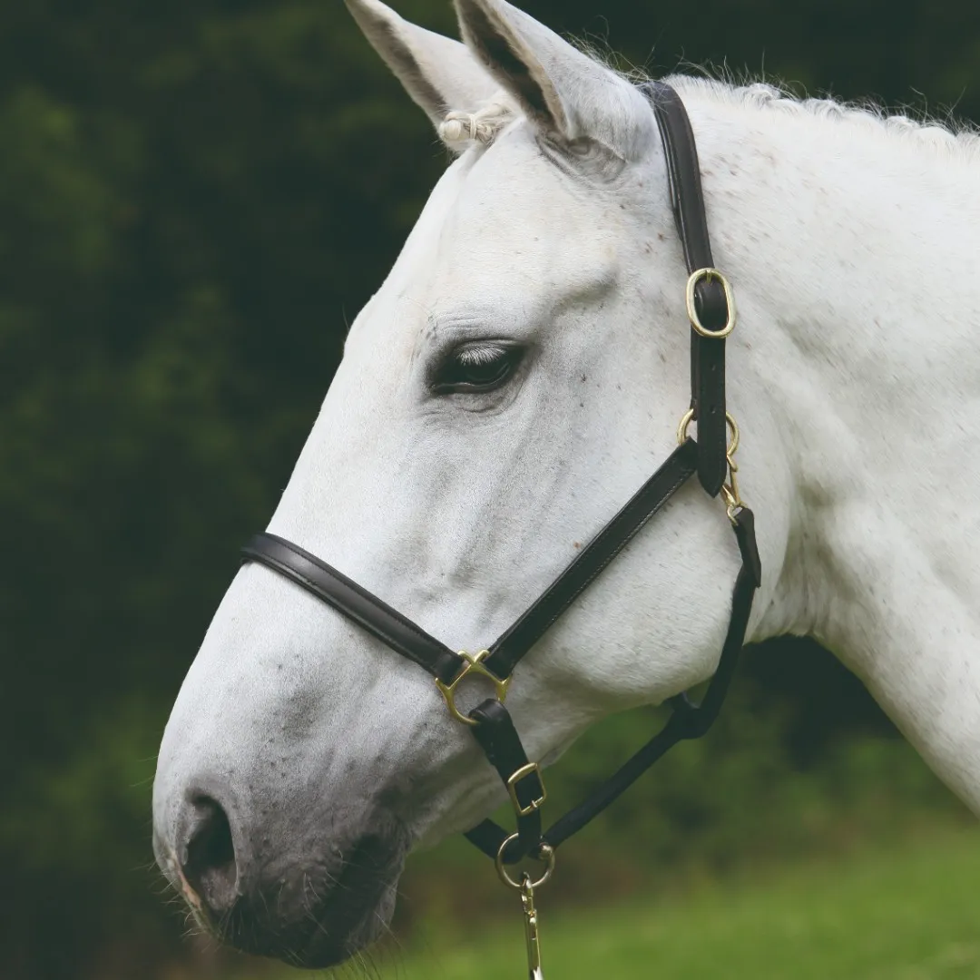 Неудоздок кожаный STAR