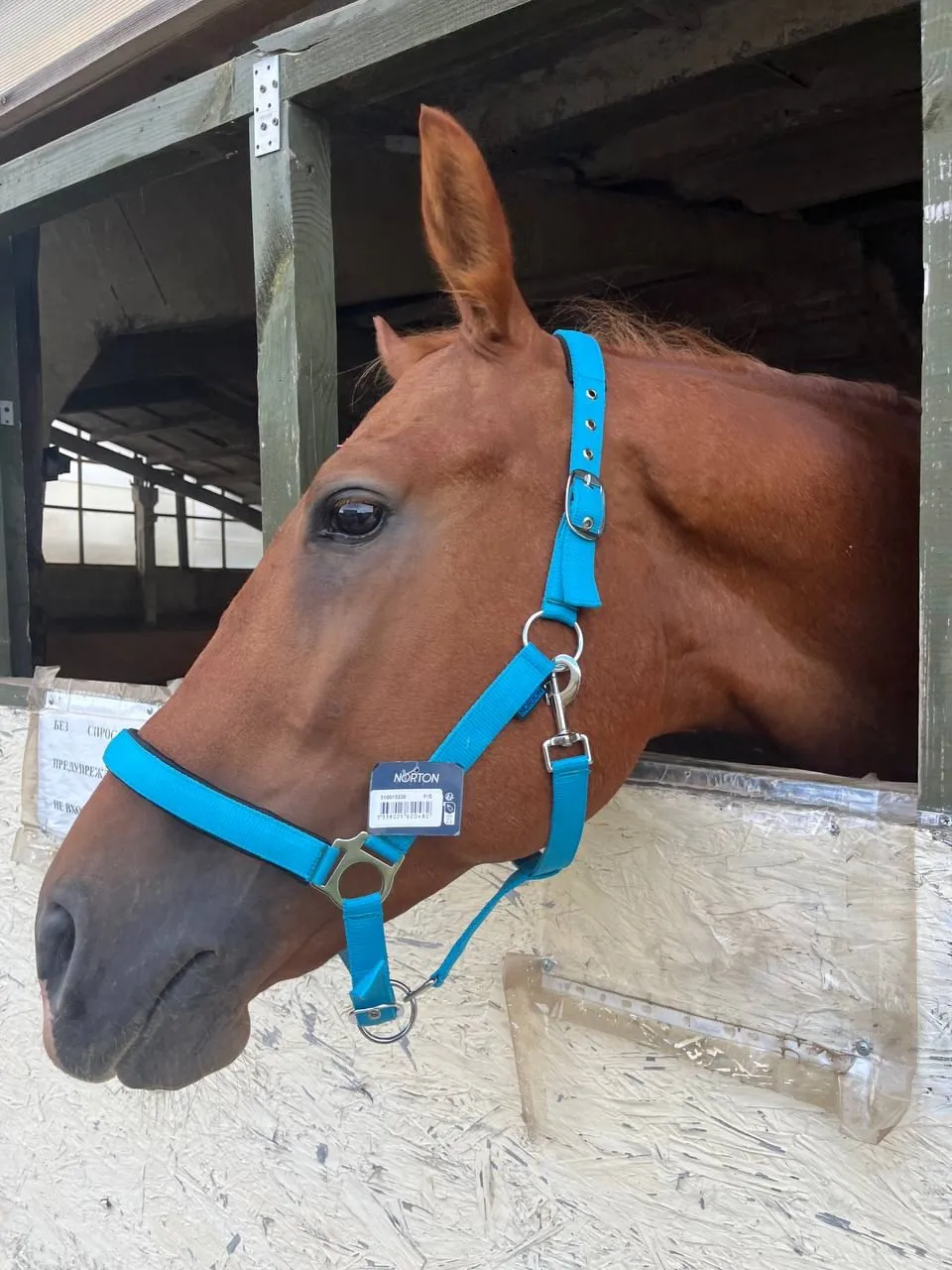 Недоуздок неон Norton бирюзовый коб