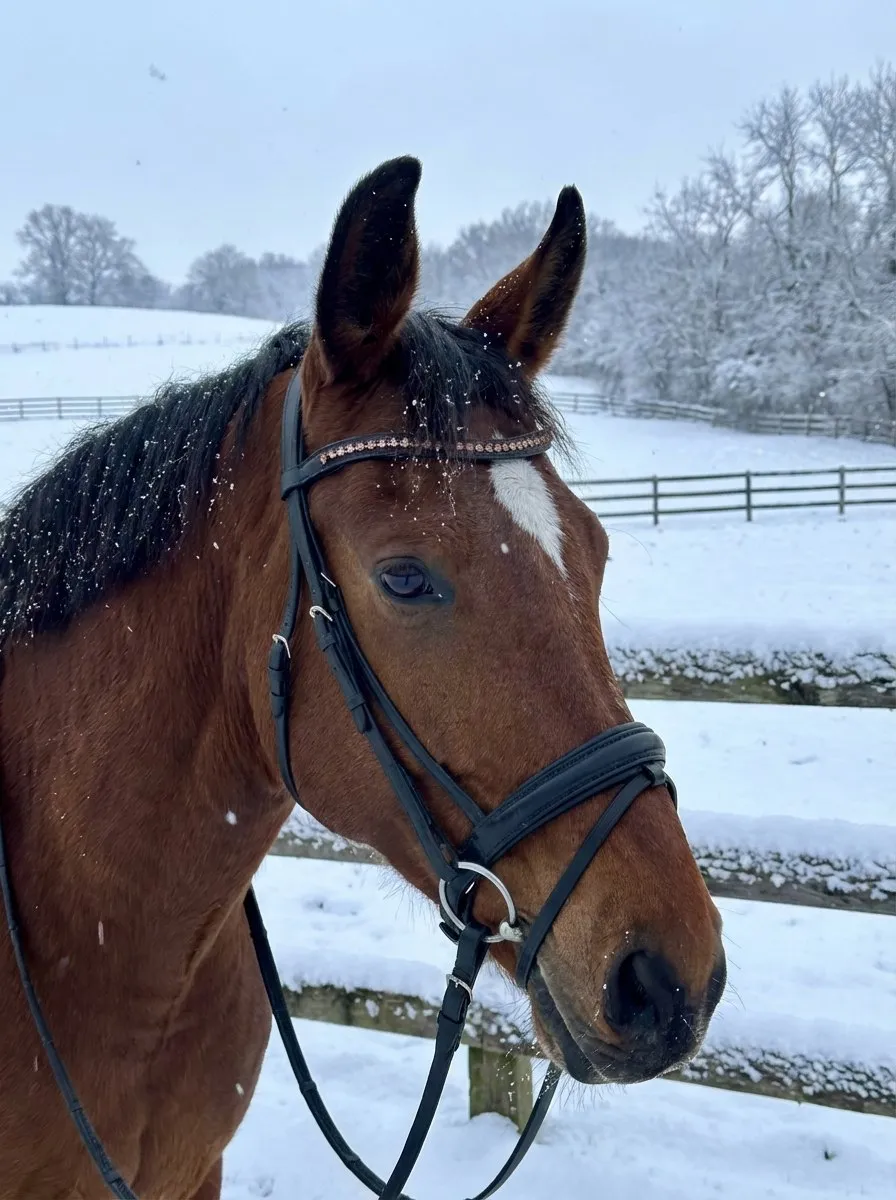 Трензельное оголовье Angela HorsePlanet