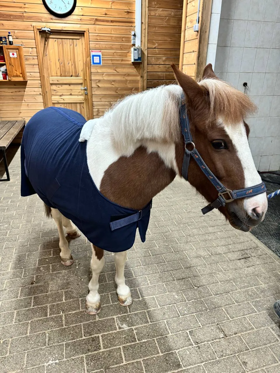 Попона флисовая для пони или жеребят HorseFactor (синяя) (100 см)