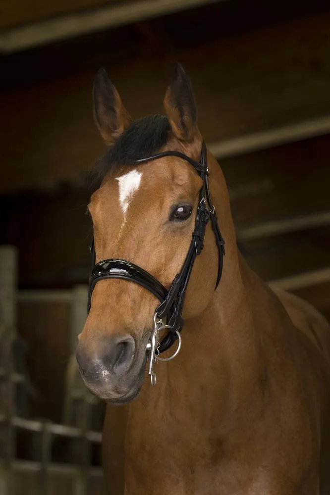 Оголовье мундштучное NORTON PRO WEYMOUTH, лаковый капсюль, full