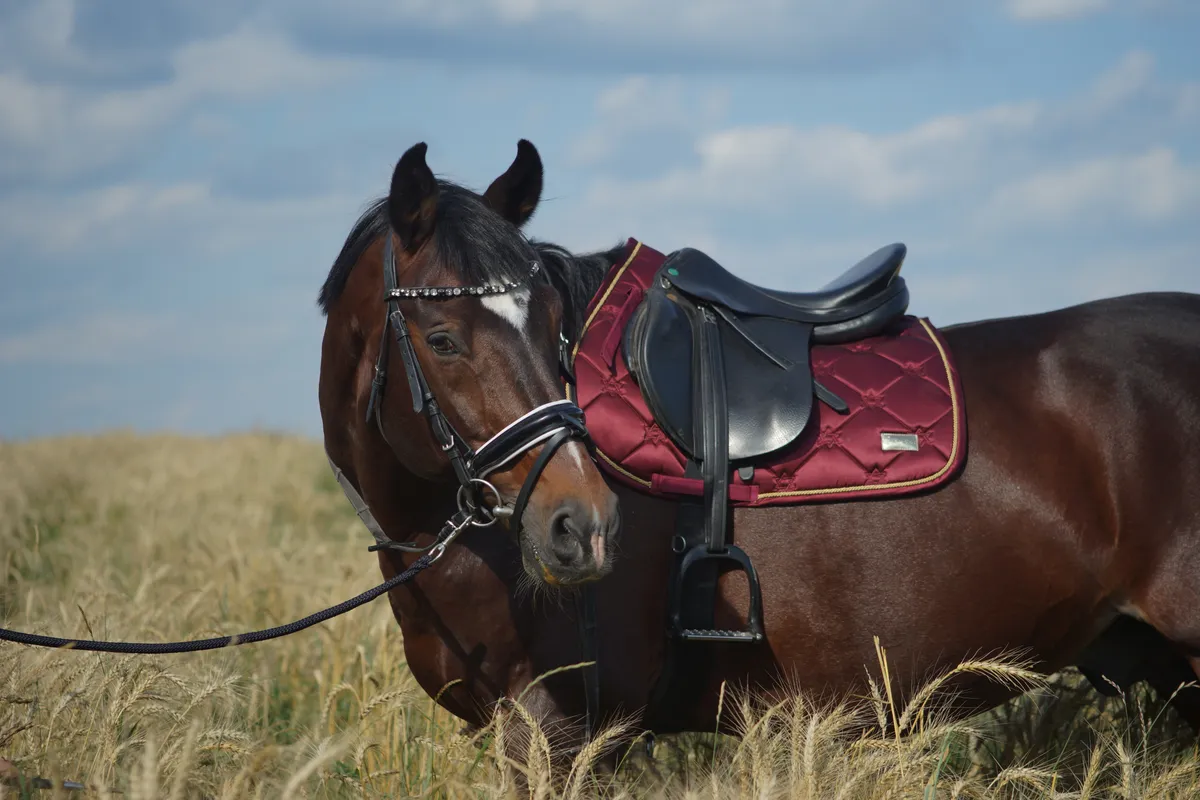 Конкурный вальтрап